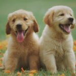 The Playful Character of Golden Retrievers and What Future Owners Should Know