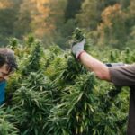 Breaking Stereotypes: Stories of Successful Professionals in the Cannabis Industry