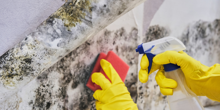 Top Preventative Strategies for Mold Growth in Your Home