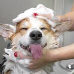 Beyond the Bath: Holistic Dog Grooming for Optimal Well-being