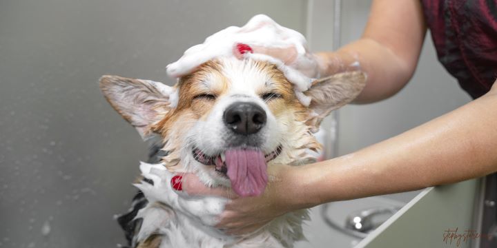 Beyond the Bath: Holistic Dog Grooming for Optimal Well-being